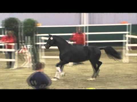 Pre Selection NRW 2010 - Diamond Hit x Lauries