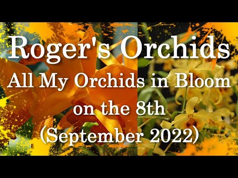 All My Orchids in Bloom on the 8th (September 2022)