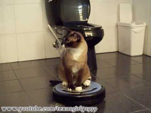 ROOMBA driver Cat uses iRobot Roomba 560 Robotic Vacuum Cleaner. HelensPets.com