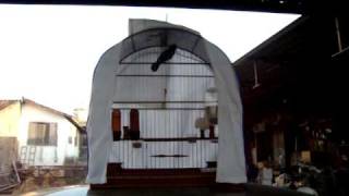CURIÓ PRORROGAÇÃO 065