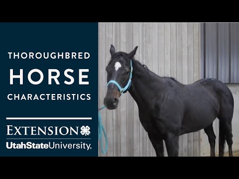 Thoroughbred Horse Characteristics