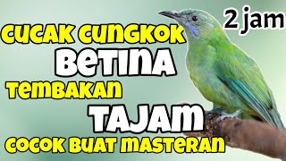 Download lagu MASTERAN CUCAK CUNGKOK BETINA SUARA JERNIH BESETAN TAJAM mp3 Download lagu MASTERAN CUCAK CUNGKOK BETINA SUARA JERNIH BESETAN TAJAM mp3