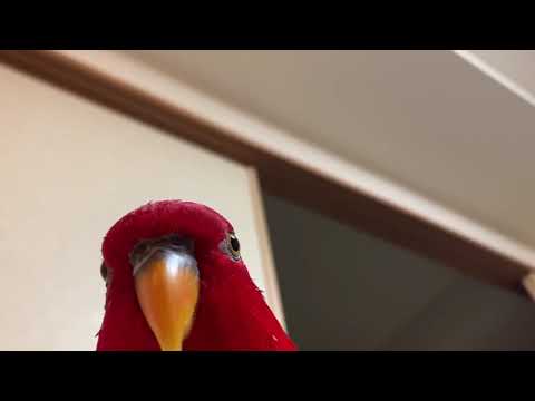 Red birb "GUMI" wuewuewuewuewue.....staring .