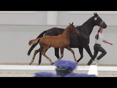 Oldenburger Hengstfohlen - Dancing Happiness