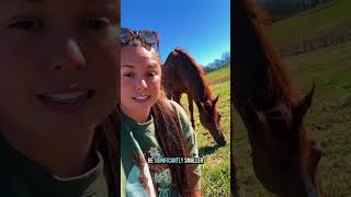 Download lagu Mengapa kuda TIDAK BOLEH mengandung anak kembar 🐴⚠️ Itu jauh lebih berbahaya daripada yang Anda kira mp3 Download lagu Mengapa kuda TIDAK BOLEH mengandung anak kembar 🐴⚠️ Itu jauh lebih berbahaya daripada yang Anda kira mp3
