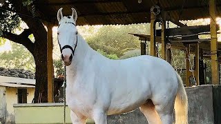 Download lagu आइए जानते हैं सिंधी घोड़े के बारे में। Sindhi Horse 🐴 सिंधी घोड़े कैसे होते हैं। #horse ♥️♥️♥️♥️♥️🐴 mp3