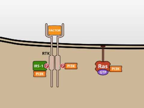 The PI3K/AKT signalling pathway