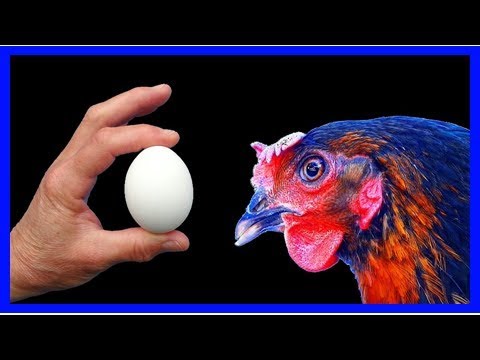 , title : 'Un moyen imparable de stimuler la ponte des œufs chez les poules (+conseils)'