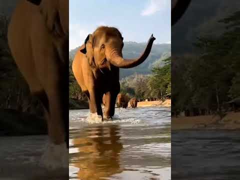 Top 10 elephant hashtags · #elephant - 45% · #elephants - 10% · #wildlife