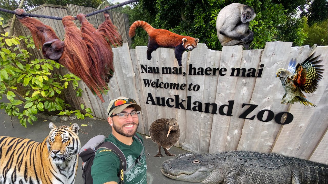 Join a traveler on a captivating visit to Auckland Zoo.