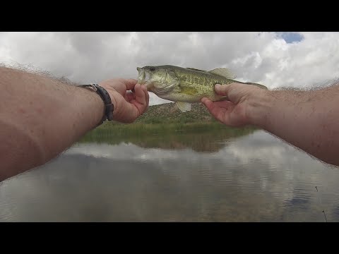 WACKY Worm + WEED CHOKED Lake = BASS- Formula For Success