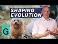 Artificial Selection: How Humans have Shaped Evolution - Robin May