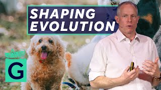 Artificial Selection: How Humans have Shaped Evolution - Robin May