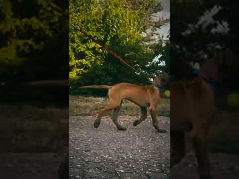 Deutsche Dogge Welpe kaufen