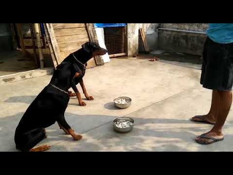 Training Doberman pair for sell URGENT