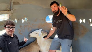 The whole story about the sheep! @DossFarm 