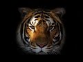Tangerine Dream - Smile (Instrumental)