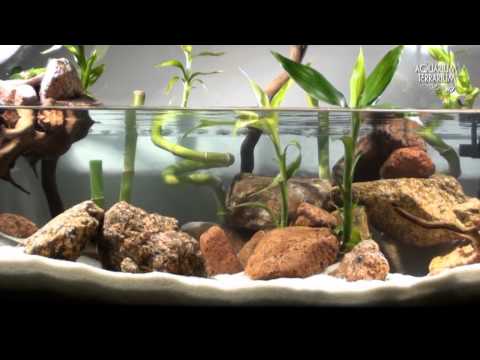 Aquascape Setup Series/Aqua Terrarium - Bamboo Style - Animalia Kingdom Show