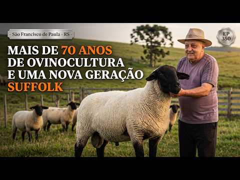 Mais De 70 Anos De Ovinocultura E Uma Nova Geração Suffolk