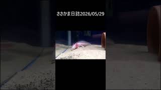 ささかま日誌20260529 #ウーパールーパー