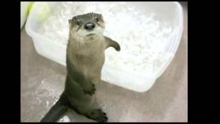 Duke Ellington - All of Me (Live/57) - Slowest, Slowerer, Slower and Slow