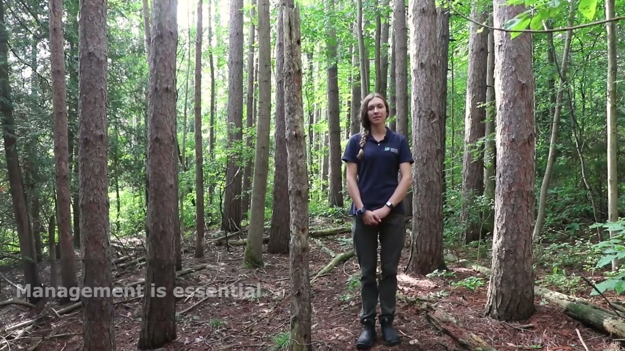 Sustainable Forest Plantation Management for Rural Landowners