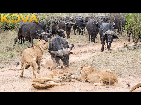 Lioness Unleashed: Desperacka walka o uratowanie młodych przed niebezpieczeństwem | Animal Fight