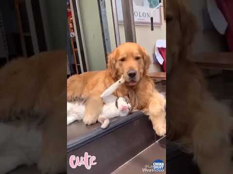 Beautiful cats . And dog