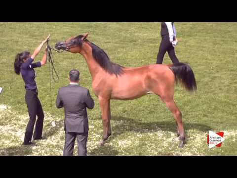 N.25 SCAHRTEYN ARA - Ströhen 2015 C-Show - Yearling Colts (Class 4)