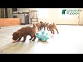 Toy Poodle dogs for sale: Bambi - Video 1