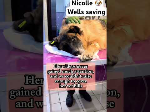 For any help consider donating link in bio to save a stray life in Los Angeles #rescuedog