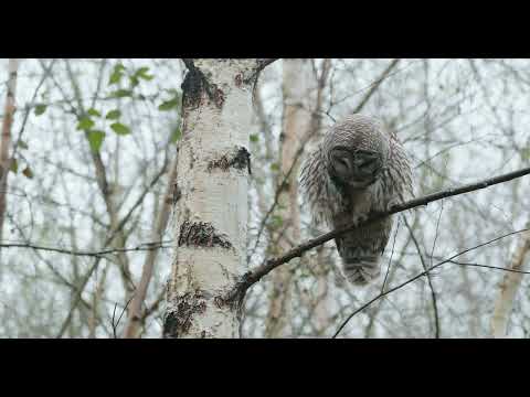 Barred Owl soothes you with stretching and preening