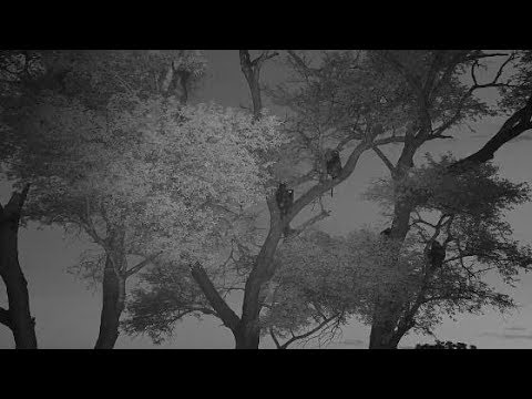 Djuma: Baboons settling in tree for the night - 20:08 - 01/16/2020