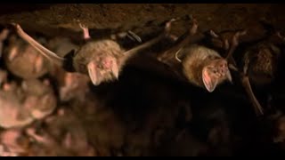 Vampire Bats Nesting in a Cave | Expedition Guyana | BBC Earth
