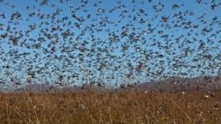 Locust swarms plague Russia [HD]