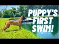 PUPPY S FIRST SWIM MY BELGIAN MALINOIS ANDY KRUEGER