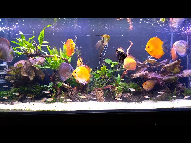 Akwarium Pawła 450l - paletki, discus