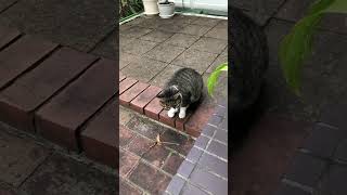 今朝の野良猫（22.10.11）#shorts #ショート