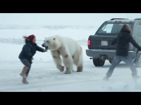 This polar bear Shows No Mercy For This expedition Group