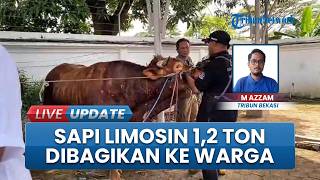 Penampakan Si Jalu Sapi Kurban Presiden Prabowo Bobot 1,2 Ton di Karawang Dibagikan ke Warga Pesisir