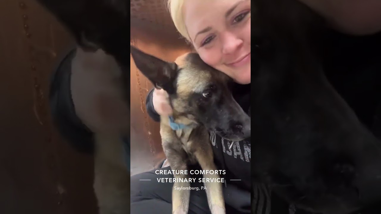 Enlarge Gracie , a Adoptable Belgian Shepherd / Malinois in tannersville, PA video 5/5