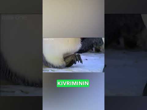 Penguenlerin soğukta yumurta ısıtma stratejisi ! #ilginçbilgiler #hayvanlar #bilgi #belgesel #bilim