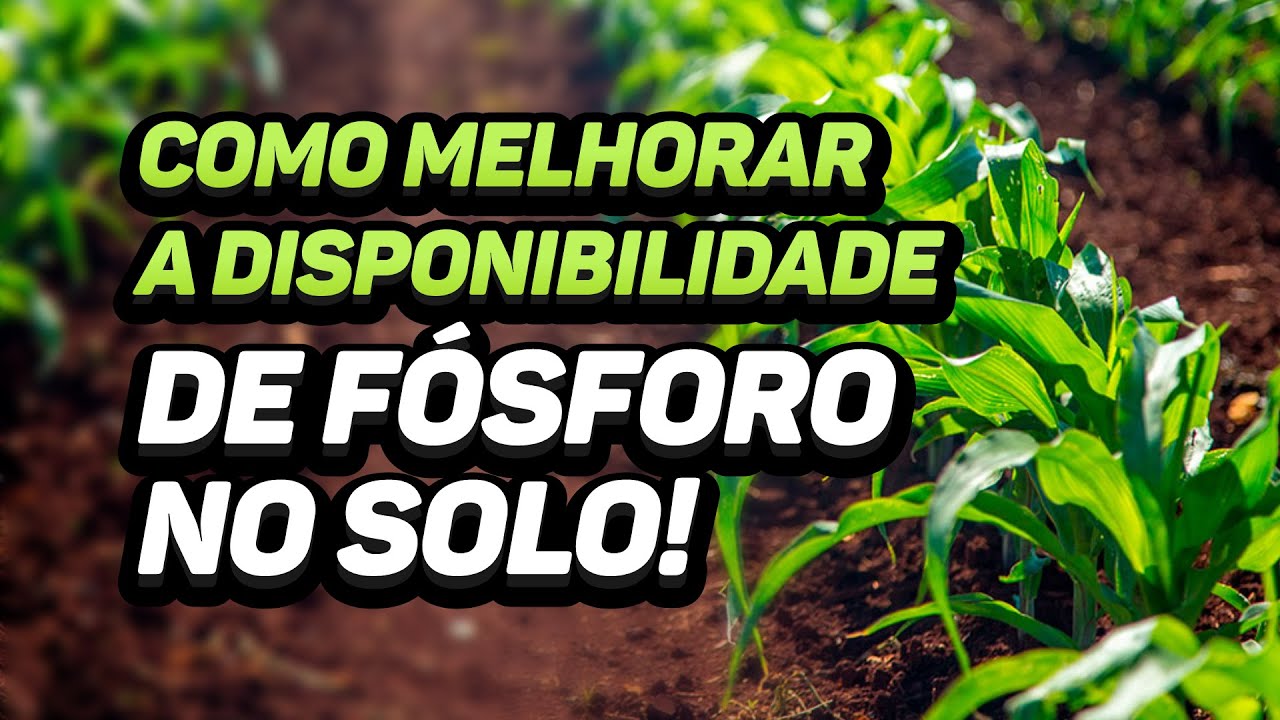 COMO MELHORAR A DISPONIBILIDADE DE FÓSFORO NO SOLO!