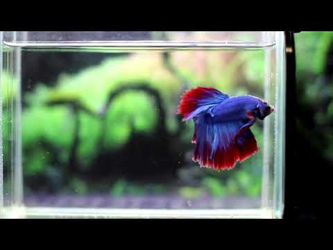 BLUE GRIZZLE HALFMOON MALE BETTA FISH