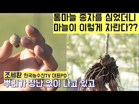 , title : '[한국농수산TV] 통마늘 종자를 심었더니 마늘이 이렇게 자라고 있어요! 경북 구미'