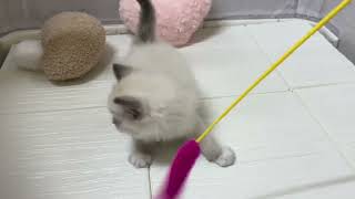 ラグドールの動画01