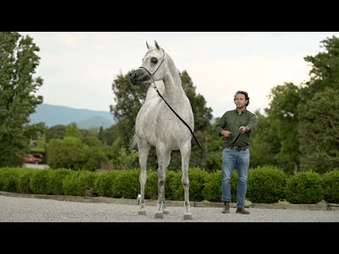 HOSNIYAH AL ARAB - (Asfoor Al Waab x Reem Al Arab), Straight Egyptian Filly