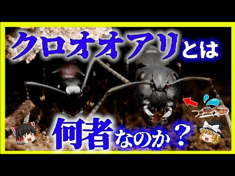 ソレノプシスについて詳しく解説