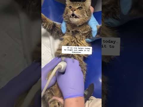 Please consider donating links in bio#florida #ohio