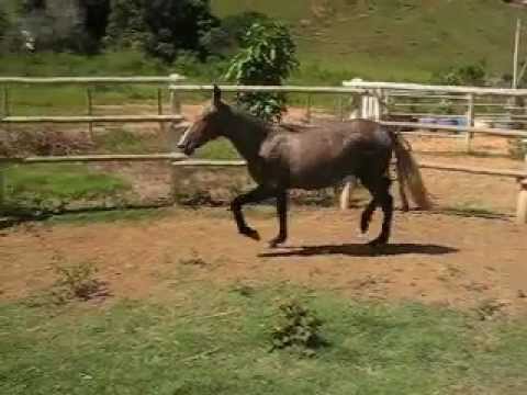 BRISA DO SETE SALÕES   ( CAPRICHADA DA BRETANHA x  RADICAL JB )